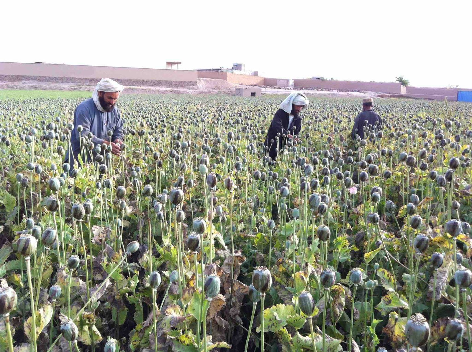 Unraveling the Dangerous Nexus of Drug Trafficking and Terrorism – ADN