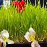 نوروز ۱۴۰۵ در ویانا